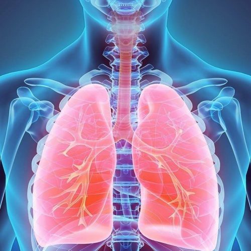 Pulmones tratamiento de fisioterapia respiratoria en Málaga. FISUMA Salud